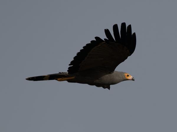 <h3><a href="/trips/gambia/biota/animalia/chordata/aves/017 accipitriformes/004 accipitridae/melierax metabates/melierax metabates-nl.html">Melierax&nbsp;metabates</a> / Dark&nbsp;chanting&nbsp;goshawk / Donkere&nbsp;zanghavik</h3>OM-1 Mark II met OLYMPUS M.150-400mm F4.5, 1/2500 sec  bij F5.0, ISO 200, afstand 54.2&nbsp;m